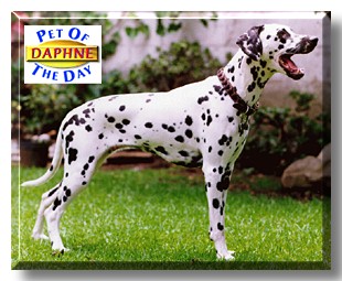 Daphne, the Pet of the Day