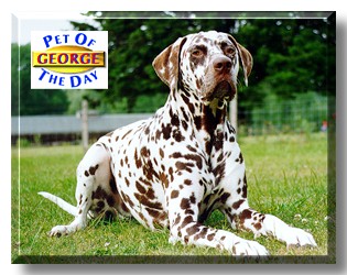 George, the Pet of the Day