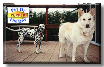 Pepper, the Pet of the Day