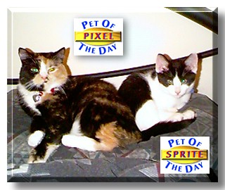 Pixel & Sprite, the Pets of the Day