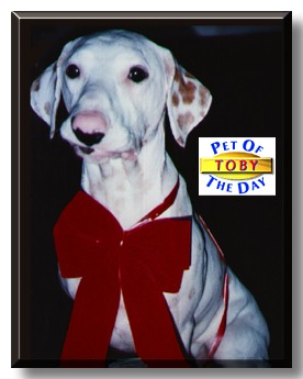 Toby, the Pet of the Day