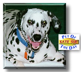 Katie Sue,the Pet of the Day