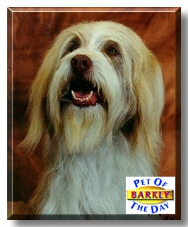Barkly, the Pet of the Day