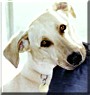 Chester the Yellow Labrador Retriever