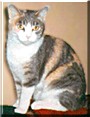Minue the Cat