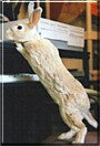Licker the Mini Rex, Rabbit