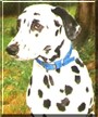 Montgomery Hale the Dalmatian