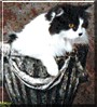 Ray Earl the Cat