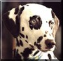Emma the Dalmatian
