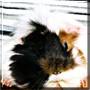 Bébé the Guinea Pig