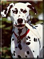 Spotter the Dalmatian