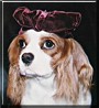 Amanda the Cavalier King Charles Spaniel