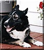 Buster the Dog