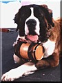 Mouska the St. Bernard