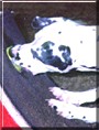 Lacey the Dalmatian