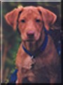 Hannah the Dog