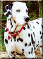 Alex the Dalmatian