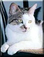 Habibi the Cat