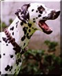Daphne the Dalmatian