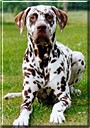 George the Dalmatian