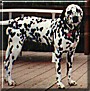 Pepper the Dalmatian