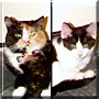 Pixel & Sprite the Manx