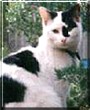 Rover the Cat