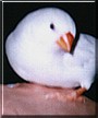 Pouince the Canary