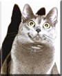 Stormy the Korat