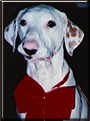 Toby the Dalmatian