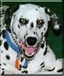 Katie Sue the Dalmatian
