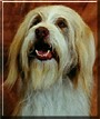 Barkly the Bearded collie