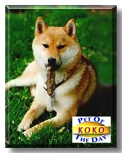 KoKo, the Pet of the Day