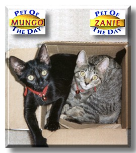 Mungo & Zanie, the Pet of the Day