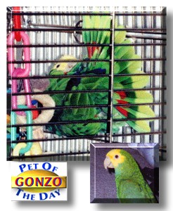 Gonzo, the Pet of the Day