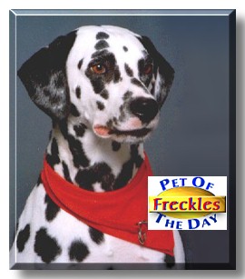 Freckles, the Pet of the Day