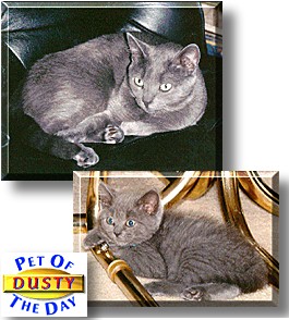 Dusty, the Pet of the Day