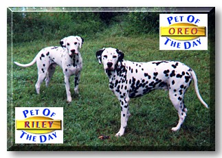 Riley & Oreo, the Pets of the Day