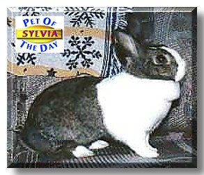 Sylvia, the Pet of the Day