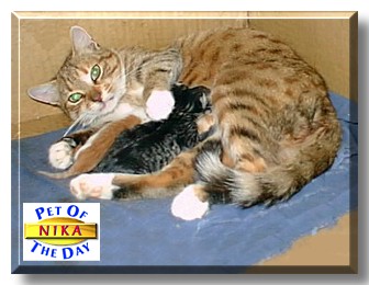Nika, the Pet of the Day