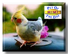 Mimi, the Pet of the Day