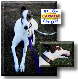 Carmen, the Pet of the Day