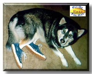 Haus, the Pet of the Day