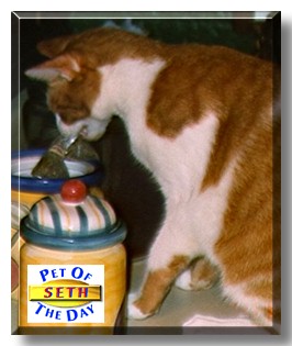 Seth, the Pet of the Day