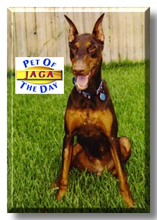 Jaga, the Pet of the Day