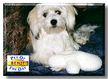 Benji, the Pet of the Day