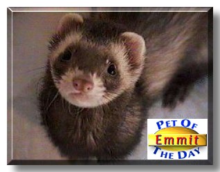 Emmit, the Pet of the Day