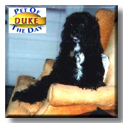 Duke, the Pet of the Day