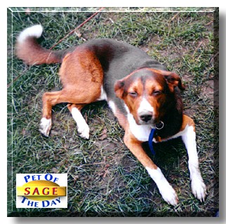 Sage, the Pet of the Day