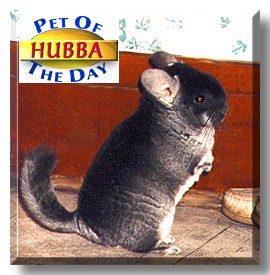 Hubba, the Pet of the Day